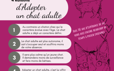 Quatre raisons d’adopter un chat adulte