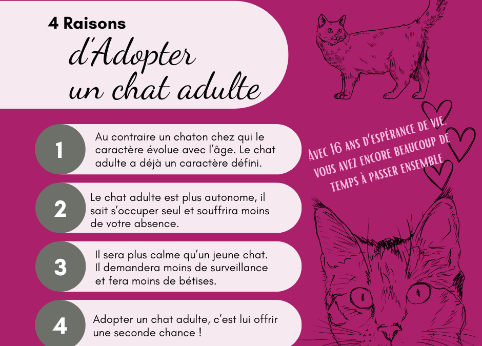 Quatre raisons d’adopter un chat adulte