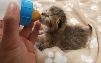 🍼 Devenez famille d’accueil pour P’tits Bouts d’Chats ! 🐾