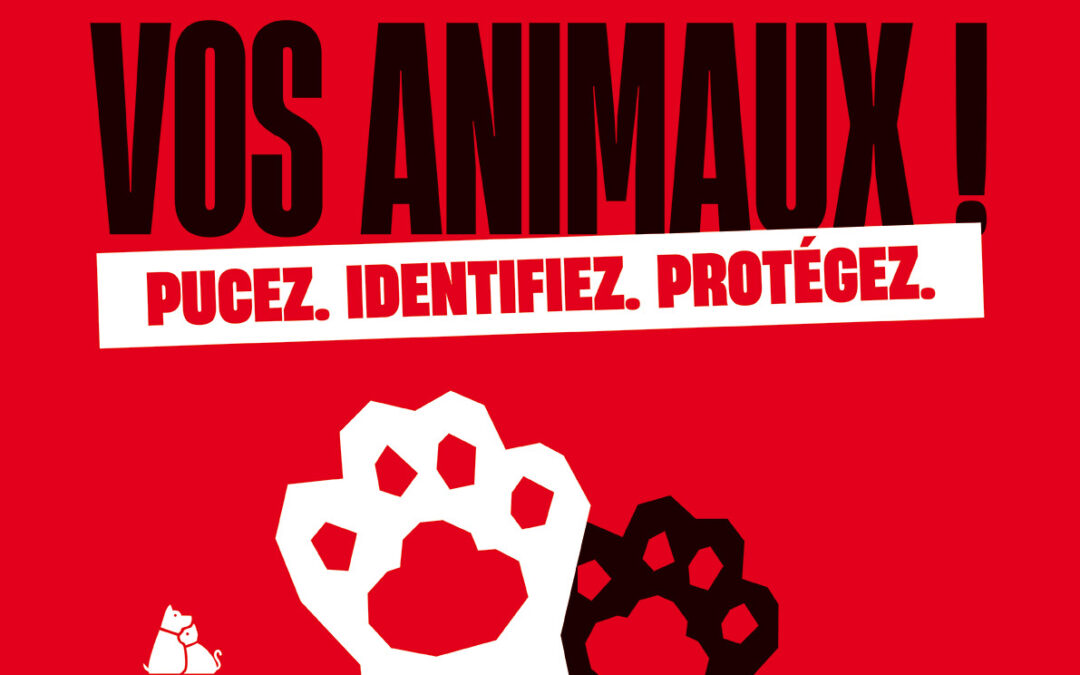 Pourquoi identifier son chat ?