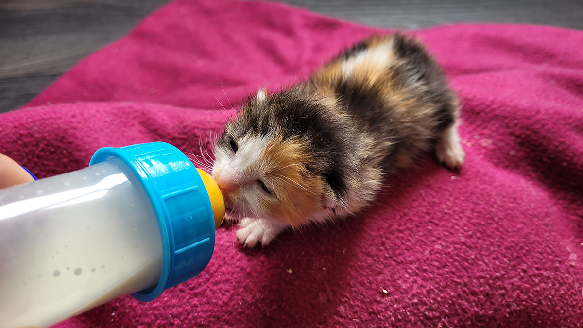 Photo d'un chaton de quelques semaines prenant un biberon de lait maternisé