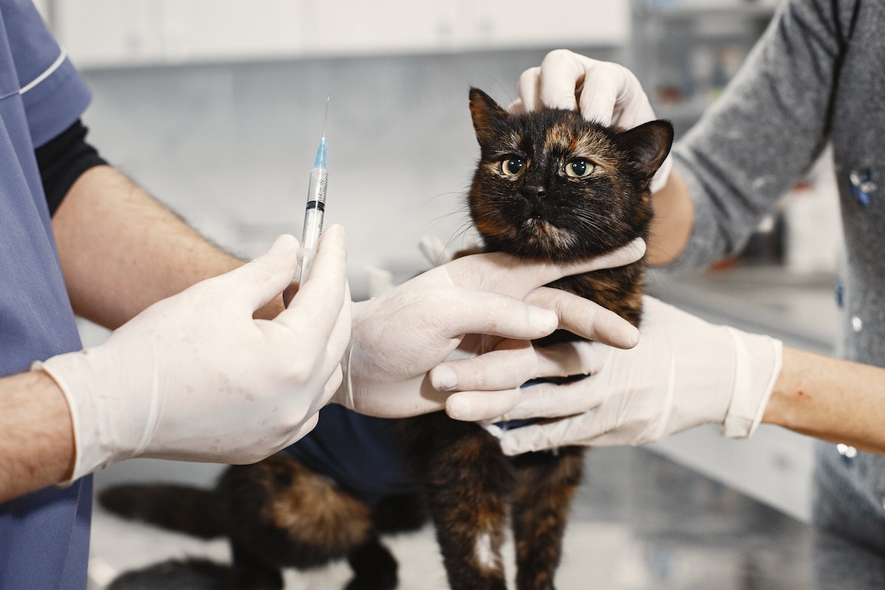 Un chat entouré de deux vétérinaires, prêt à recevoir une injection de vaccin. 